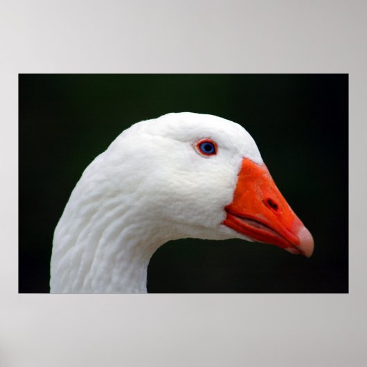 Moeder Goose Poster (Voorkant)