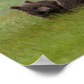 Moeder Grizzly Beer met Twin Cubs Poster (Hoek)