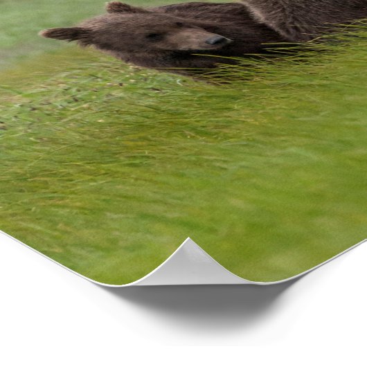 Moeder Grizzly Beer met Twin Cubs Poster (Hoek)