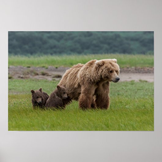 Moeder Grizzly Beer met Twin Cubs Poster (Voorkant)
