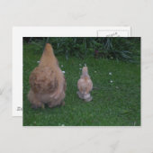 Moeder Hen en zijn Chick Briefkaart (Voorkant / Achterkant)