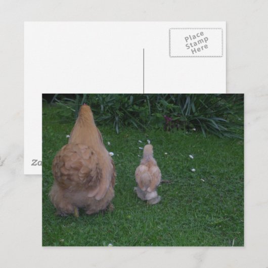 Moeder Hen en zijn Chick Briefkaart (Voorkant / Achterkant)
