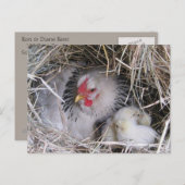 Moeder Hen met nieuw Briefkaart kippen (Voorkant / Achterkant)