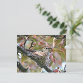 Moeder Hummingbird op Nest Briefkaart (Staand voorkant)