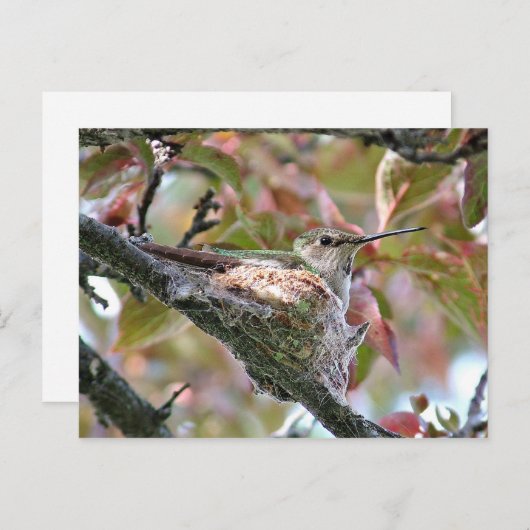 Moeder Hummingbird op Nest Briefkaart (Voorkant / Achterkant)