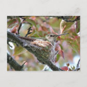 Moeder Hummingbird op Nest Briefkaart (Voorkant)