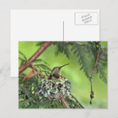 Moeder Hummingbird op Nest Briefkaart (Voorkant / Achterkant)