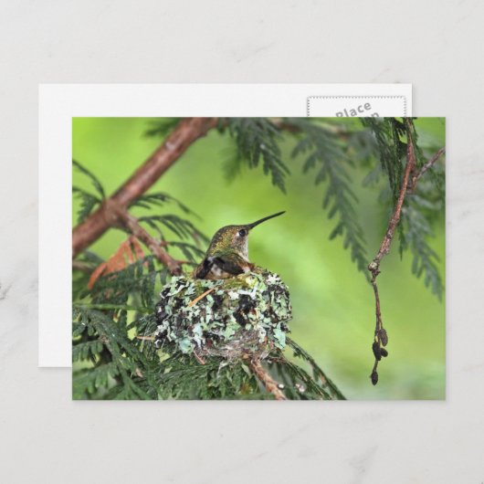Moeder Hummingbird op Nest Briefkaart (Voorkant / Achterkant)