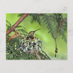 Moeder Hummingbird op Nest Briefkaart