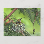 Moeder Hummingbird op Nest Briefkaart (Voorkant)