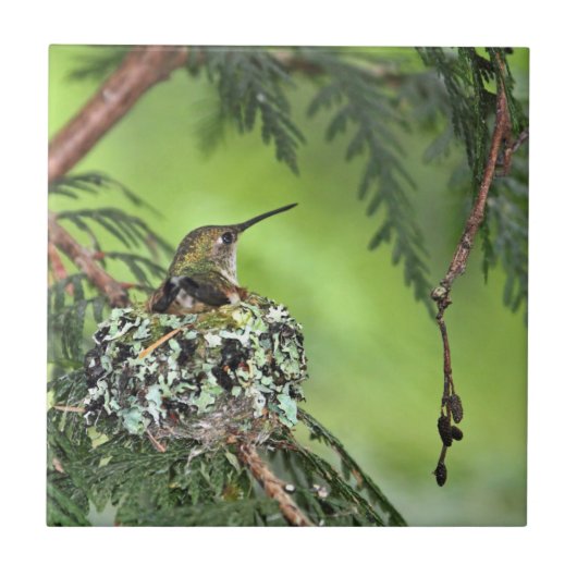 Moeder Hummingbird op Nest Tegeltje (Voorkant)
