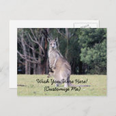 Moeder Kangaroo met Baby Joey in haar zak Briefkaart (Voorkant / Achterkant)