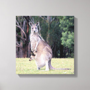 Moeder Kangaroo met Baby Joey in haar zak Canvas Afdruk