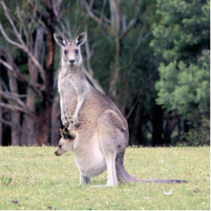 Moeder Kangaroo met Baby Joey in haar zak Fotobeeldje Magneet