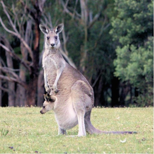 Moeder Kangaroo met Baby Joey in haar zak Fotobeeldje Magneet (Voorkant)
