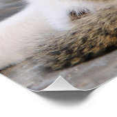 Moeder Kat houdt van Cute Kitten, Foto Poster (Hoek)