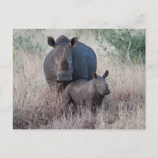 Moeder Love - Rhino Style Briefkaart (Voorkant)