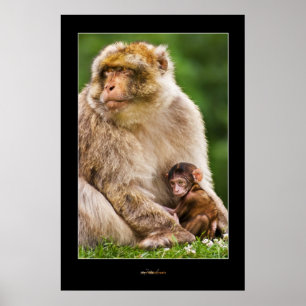 Moeder Macaque en Baby Poster