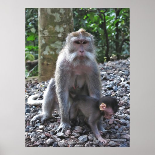 Moeder Macaque en Baby Poster (Voorkant)