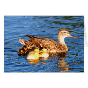 Moeder Mallard met haar eenden