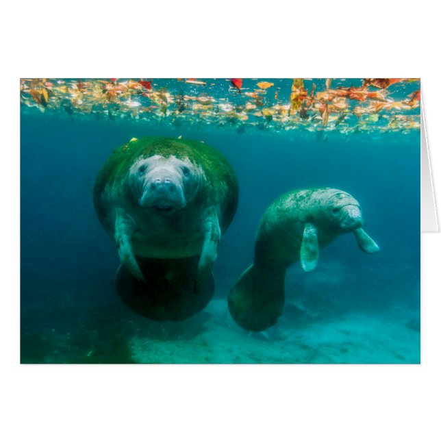 Moeder manatee met haar kalf in Crystal River (Voorkant Horizontaal)