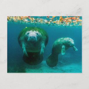 Moeder manatee met haar kalf in Crystal River Briefkaart