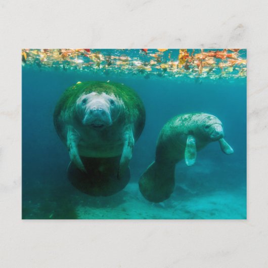 Moeder manatee met haar kalf in Crystal River Briefkaart (Voorkant)