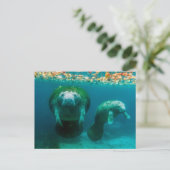 Moeder manatee met haar kalf in Crystal River Briefkaart (Staand voorkant)