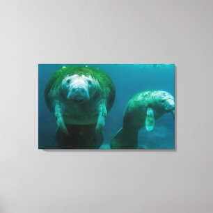 Moeder manatee met haar kalf in Crystal River Canvas Afdruk