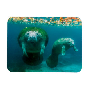 Moeder manatee met haar kalf in Crystal River Magneet