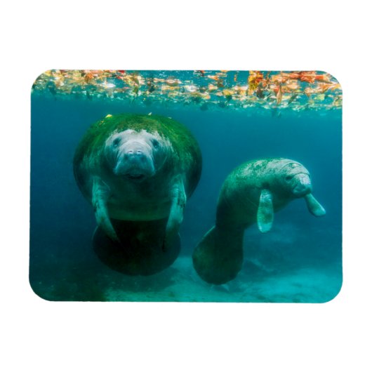 Moeder manatee met haar kalf in Crystal River Magneet (Horizontaal)