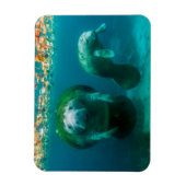 Moeder manatee met haar kalf in Crystal River Magneet (Verticaal)
