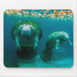 Moeder manatee met haar kalf in Crystal River Muismat