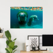 Moeder manatee met haar kalf in Crystal River Poster (Thuiskantoor)