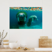 Moeder manatee met haar kalf in Crystal River Poster (Keuken)