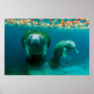 Moeder manatee met haar kalf in Crystal River Poster