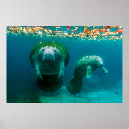 Moeder manatee met haar kalf in Crystal River Poster (Voorkant)
