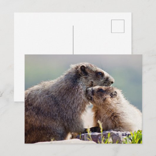 Moeder Marmot met Baby Briefkaart (Voorkant / Achterkant)