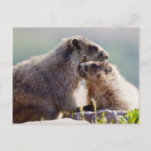 Moeder Marmot met Baby Briefkaart (Voorkant)