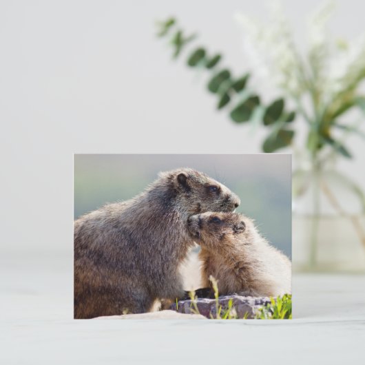 Moeder Marmot met Baby Briefkaart (Staand voorkant)