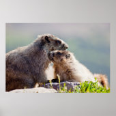 Moeder Marmot met Baby Poster (Voorkant)