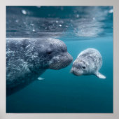 Moeder Narwal & Kalf - Eerste Zwemmen in het Noord Poster (Voorkant)