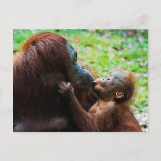 Moeder orang-oetan met baby briefkaart (Voorkant)