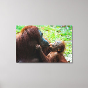 Moeder orang-oetan met baby canvas afdruk