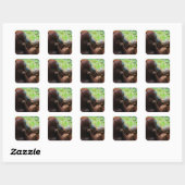Moeder orang-oetan met baby vierkante sticker (Vel)