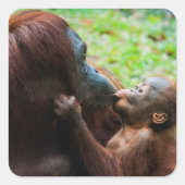 Moeder orang-oetan met baby vierkante sticker (Voorkant)