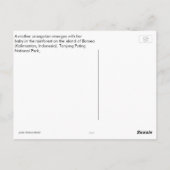 Moeder Orangutan en Baby in Natuur Briefkaart (Achterkant)