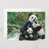 Moeder Panda Briefkaart (Voorkant / Achterkant)