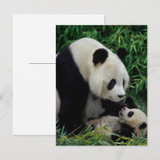 Moeder panda en baby in de bamboe struik Wolong Briefkaart (Voorkant / Achterkant)