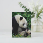 Moeder panda en baby in de bamboe struik Wolong Briefkaart (Staand voorkant)